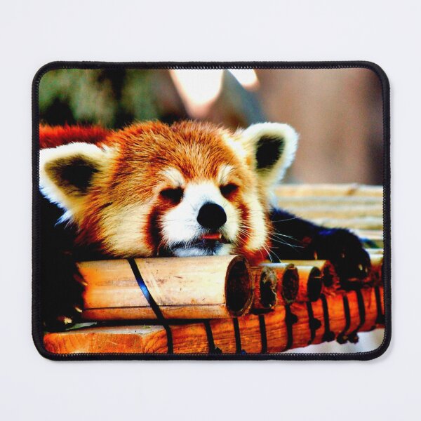 Item preview, panda photo with high resolution quality designed and sold by Allyouneed-2.