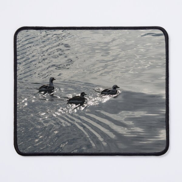 Item preview, Two Guys and a Gal - Long Tailed Ducks on Water Like Silver Moire Silk designed and sold by Georgia Mizuleva.
