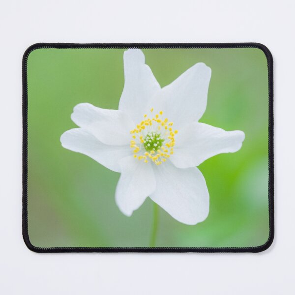 Item preview, Wood Anemone (Anemone nemorosa) designed and sold by Craig Joiner.