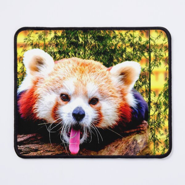 Item preview, panda photo with high resolution quality designed and sold by Allyouneed-2.