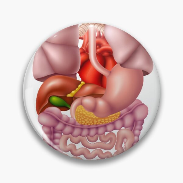 Item preview, digestive system designed and sold by hadil19378.