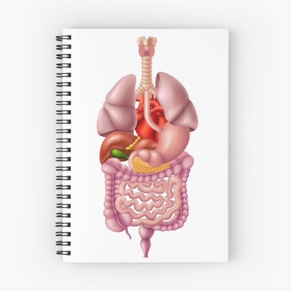 Item preview, digestive system designed and sold by hadil19378.