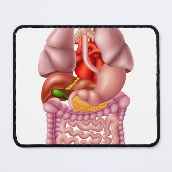 Item preview, digestive system designed and sold by hadil19378.
