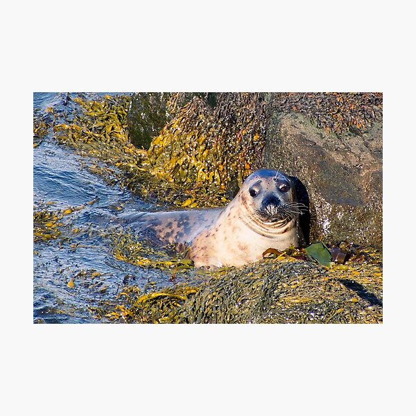 Item preview, Just  Chilling  Seal Cub  Pembrokeshire  no border by Debra Angel  designed and sold by Debra Angel.