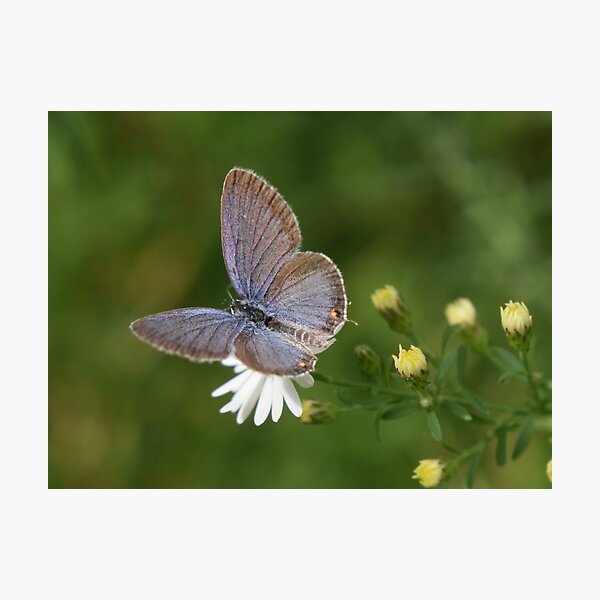 Item preview, Little blue designed and sold by Tonia Delozier's Photography .