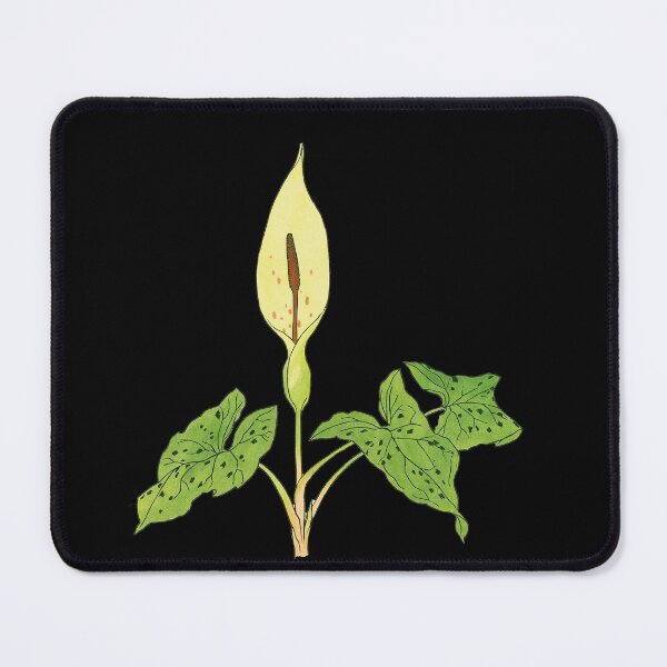 Item preview, Arum maculatum - botanical illustration designed and sold by chimakingthings.
