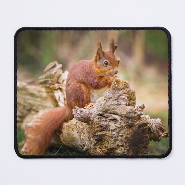 Item preview, Red Squirrel, Sciurus vulgaris designed and sold by heidipics.