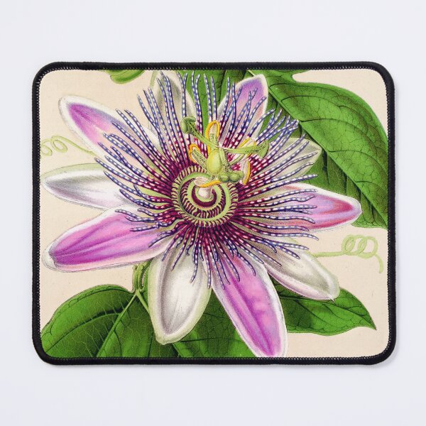 Item preview, Passion Flower - Passion Vine botanical illustration designed and sold by chimakingthings.