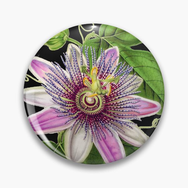 Item preview, Passion Flower - Passion Vine botanical illustration designed and sold by chimakingthings.