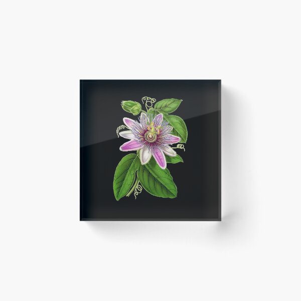 Item preview, Passion Flower - Passion Vine botanical illustration designed and sold by chimakingthings.
