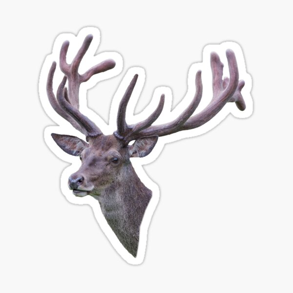 Rothirsch im Bast Sticker