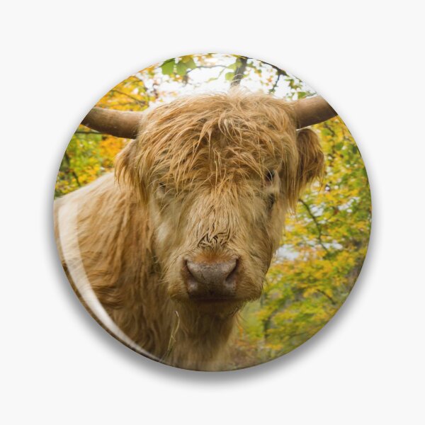 Item preview, Inquisitive Cow designed and sold by Jane Stanley Photography.