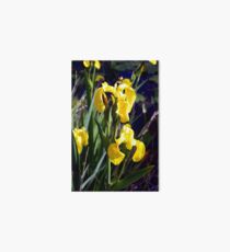 Wild yellow iris Art Board