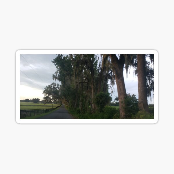 Item preview, Ocala Florida Tree Canopy designed and sold by ZCS2014.
