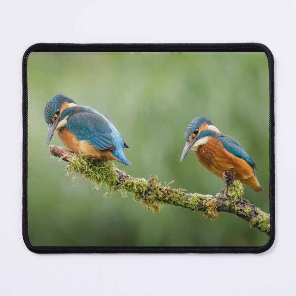 Item preview, Pair of Kingfishers designed and sold by Alec Stewart.