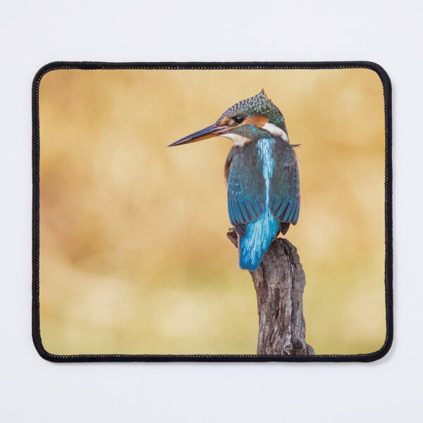 Item preview, Kingfisher designed and sold by Alec Stewart.