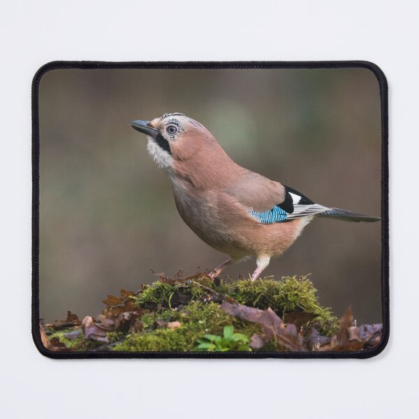 Item preview, Eurasian Jay designed and sold by Alec Stewart.