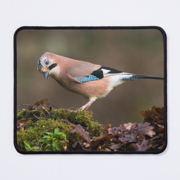 Item preview, Eurasian Jay designed and sold by Alec Stewart.