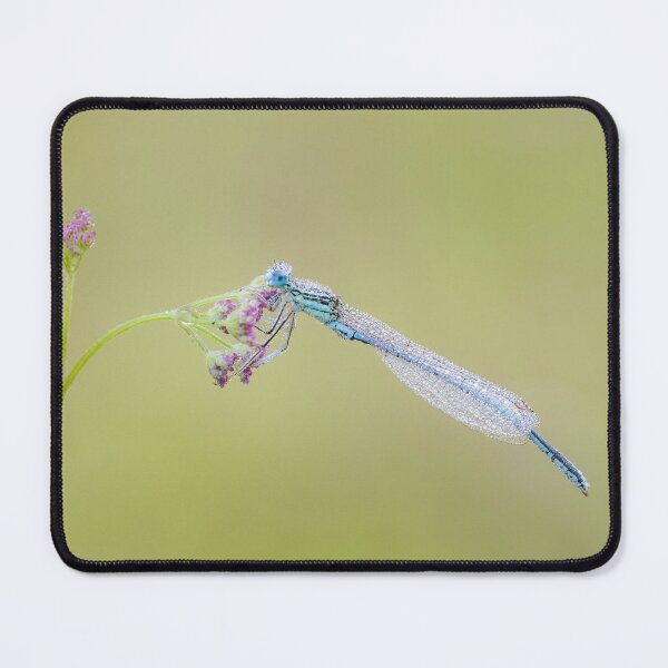 Item preview, White Legged Damselfly designed and sold by Alec Stewart.