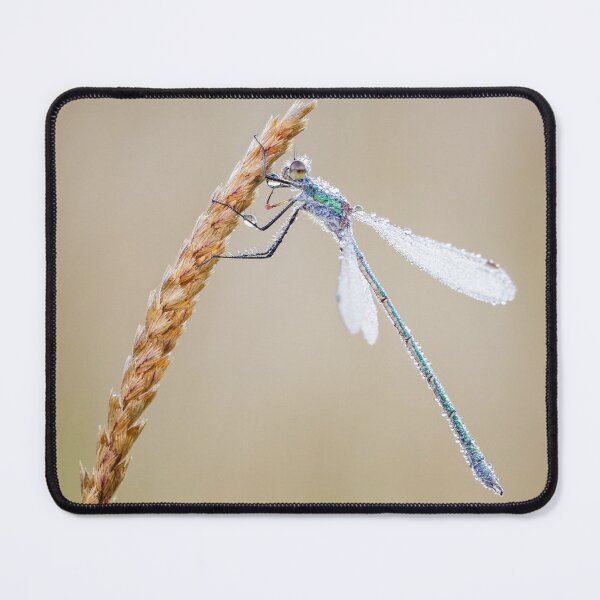 Item preview, Emerald Damselfly on Grass designed and sold by Alec Stewart.