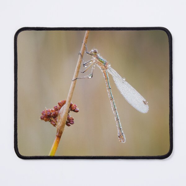 Item preview, Emerald Damselfly on Rush designed and sold by Alec Stewart.