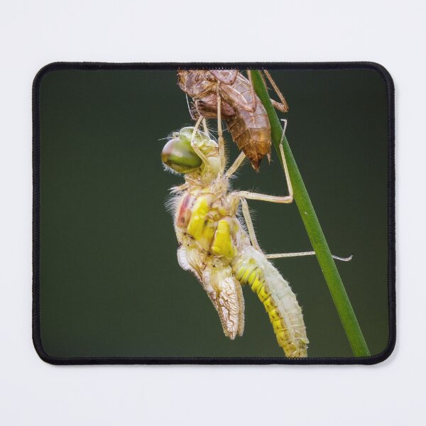 Item preview, Common Darter Dragonfly Emerging designed and sold by Alec Stewart.