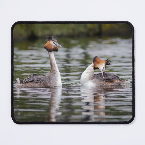 Item preview, Great Crested Grebe Courtship designed and sold by Alec Stewart.