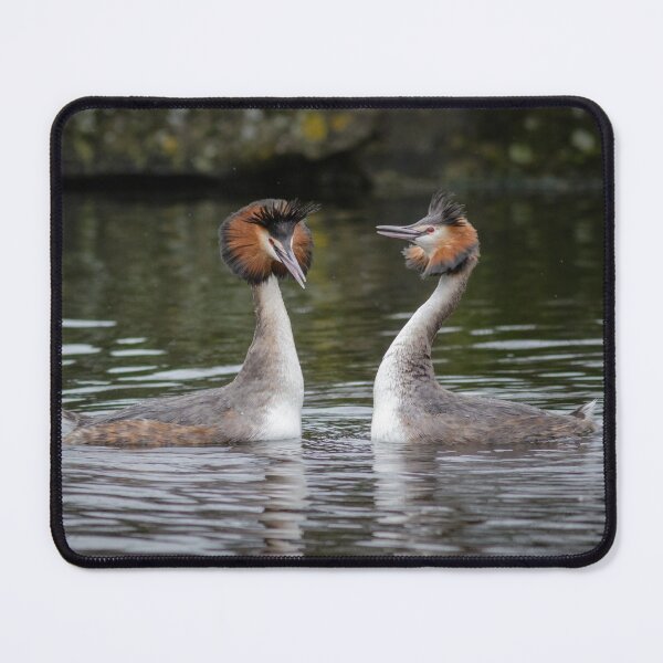 Item preview, Great Crested Grebe Courtship designed and sold by Alec Stewart.