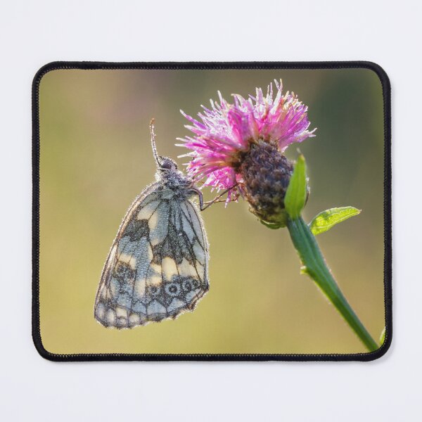 Item preview, Marbled White Butterfly Backlit designed and sold by Alec Stewart.