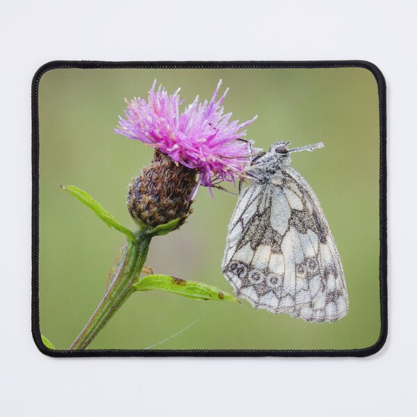Item preview, Marbled White Butterfly on Knapweed designed and sold by Alec Stewart.