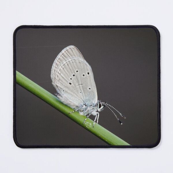 Item preview, Small Blue Butterfly designed and sold by Alec Stewart.