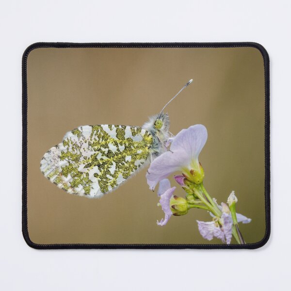 Item preview, Orange Tip Butterfly designed and sold by Alec Stewart.