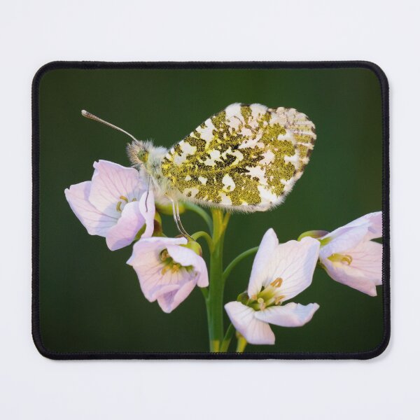 Item preview, Orange Tip Butterfly on Pink Flower designed and sold by Alec Stewart.