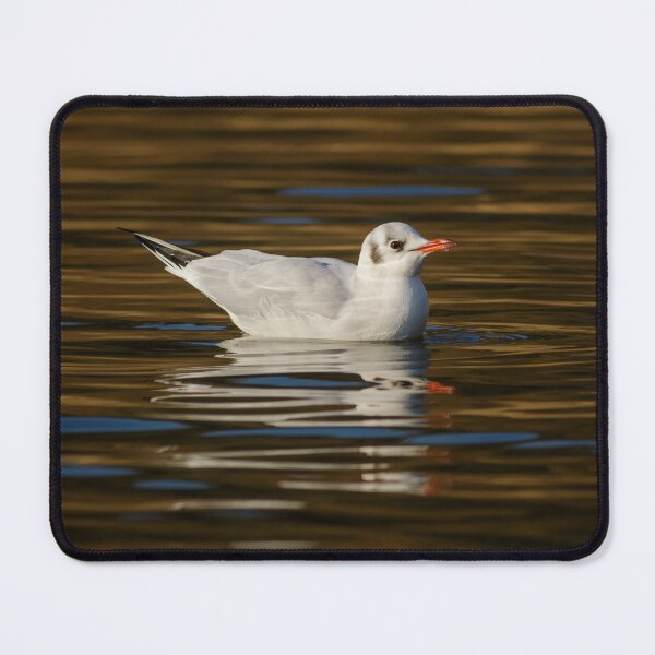 Item preview, Black Headed Gull designed and sold by Alec Stewart.