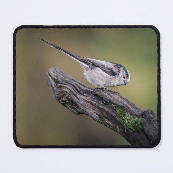 Item preview, Long Tailed Tit designed and sold by Alec Stewart.