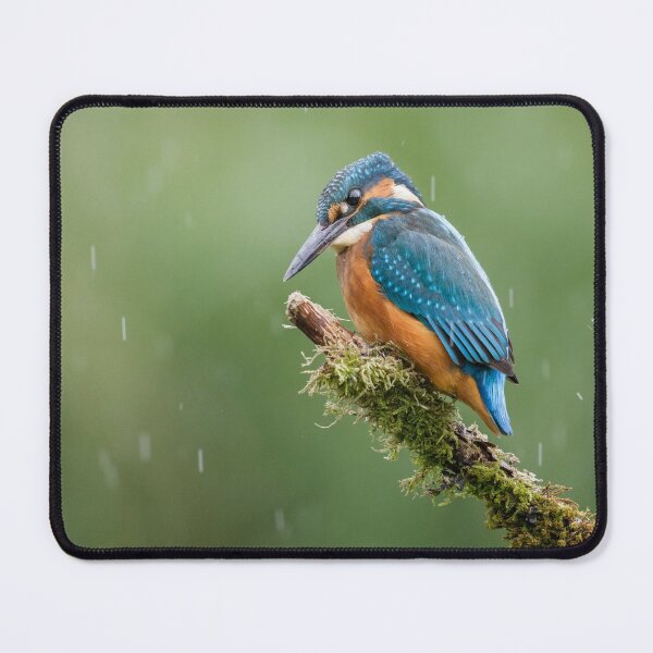Item preview, Kingfisher in the Rain designed and sold by Alec Stewart.