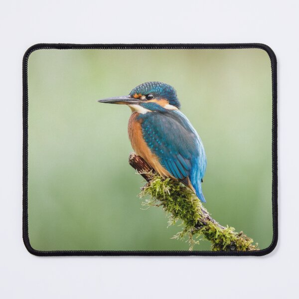 Item preview, Kingfisher Perched designed and sold by Alec Stewart.