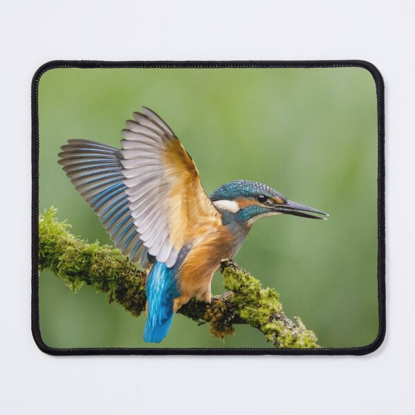 Item preview, Juvenile Kingfisher designed and sold by Alec Stewart.