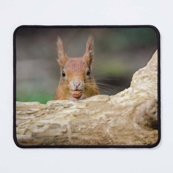 Item preview, Red Squirrel Eating Hazelnuts designed and sold by Alec Stewart.