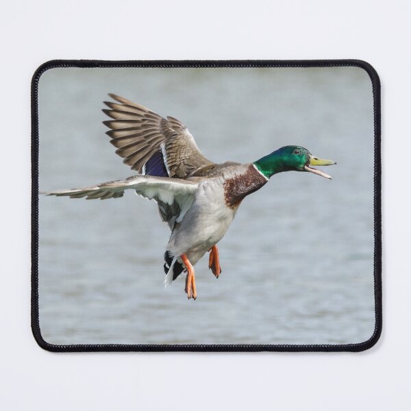 Item preview, Mallard Landing designed and sold by Alec Stewart.