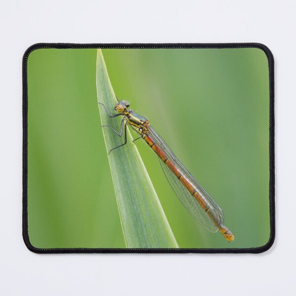 Item preview, Large Red Damselfly designed and sold by Alec Stewart.