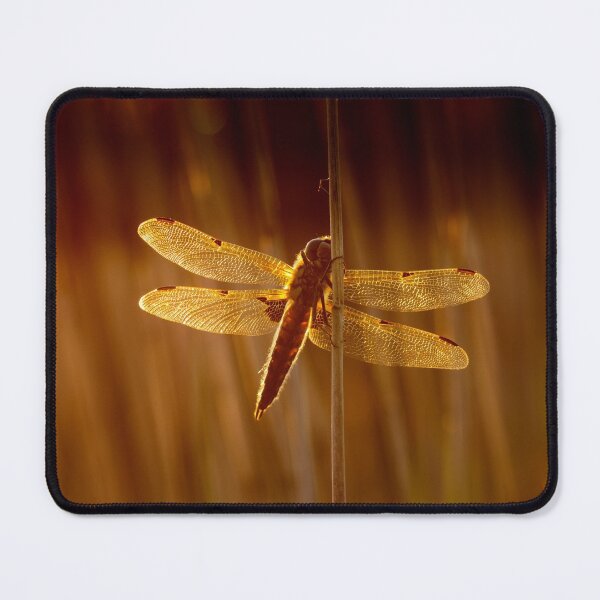 Item preview, Four Spot Chaser Dragonfly At Sunset designed and sold by Alec Stewart.