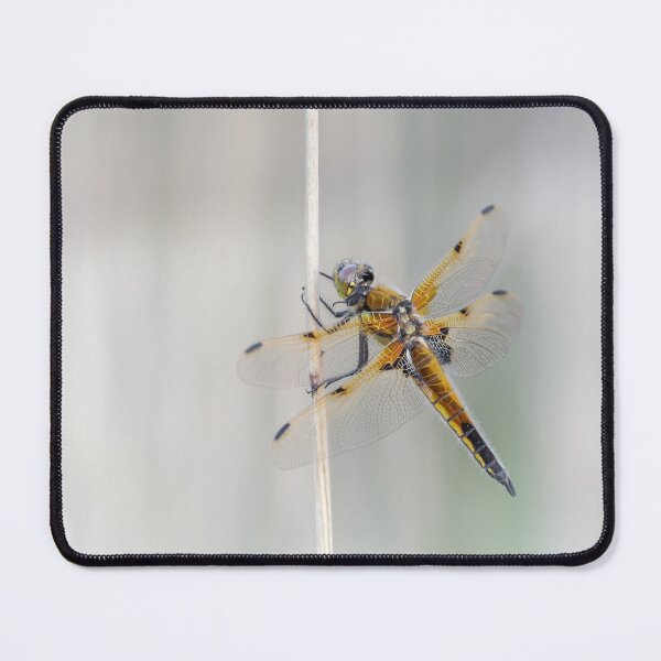 Item preview, Four Spot Chaser Dragonfly designed and sold by Alec Stewart.