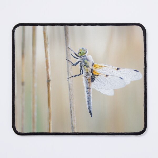 Item preview, Four Spot Chaser Dragonfly in Reeds designed and sold by Alec Stewart.