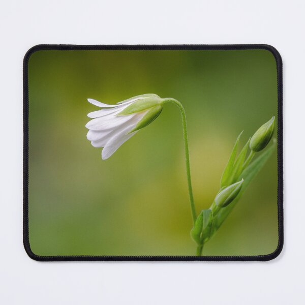 Item preview, Greater Stitchwort designed and sold by Alec Stewart.