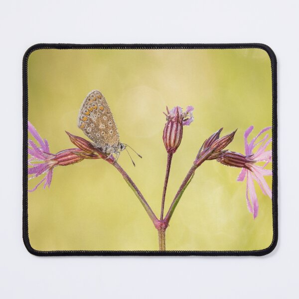 Item preview, Common Blue Butterfly On Ragged Robin designed and sold by Alec Stewart.