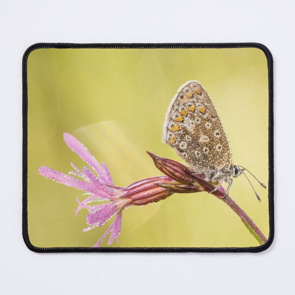 Item preview, Common Blue Butterfly On Ragged Robin designed and sold by Alec Stewart.