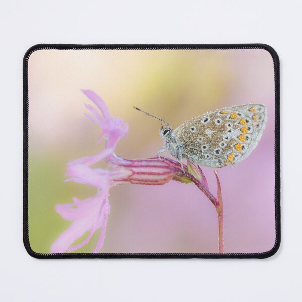 Item preview, Common Blue Butterfly On Ragged Robin  designed and sold by Alec Stewart.