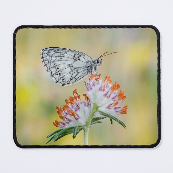 Item preview, Marbled White Butterfly designed and sold by Alec Stewart.