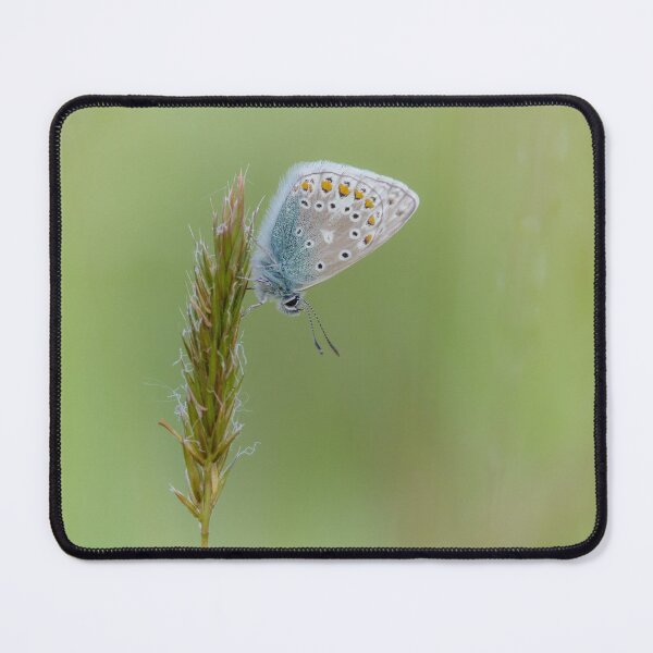 Item preview, Common Blue Butterfly On Grass designed and sold by Alec Stewart.